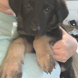 German Shepherd Puppies from Devon Rugerio's German Shepherds