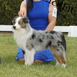 Frost - Miniature American Shepherd