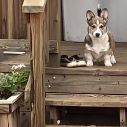 Maltipoo and Pembroke Welsh Corgi All Grown Up from Eclipseann