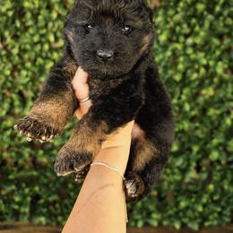 Harmony - Black and red female German Shepherd puppy in Virginia from Stahlhaus ( Previously Buffelbach Farmstead Shepherds)