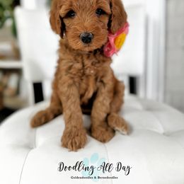 Bernedoodle and Goldendoodle Puppies from Doodling All Day Goldendoodles