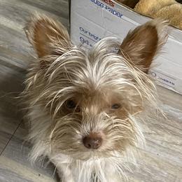 Betty - Yorkshire Terrier