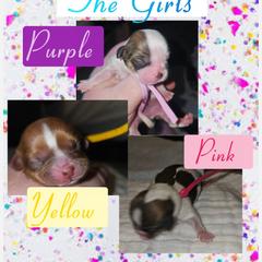 Cavatzu Puppies from Pulley Puppies