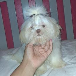 Boy 2 - White male Shih Tzu puppy in Birmingham, Alabama from K&D kennels