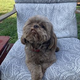 Finn - Shih Tzu
