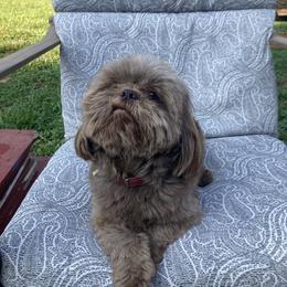 Finn - Shih Tzu