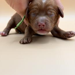 Greem - Red male Australian Labradoodle puppy in Sacramento, California from Adorable Labradoodle