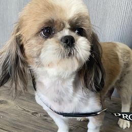 Mia - Shih Tzu