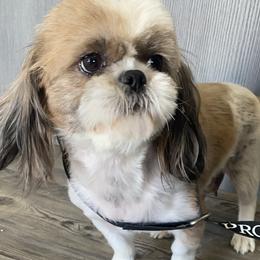 Mia - Shih Tzu