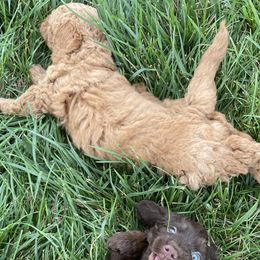 Poodle Puppies from Emmino Poodles
