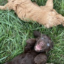 Poodle Puppies from Emmino Poodles