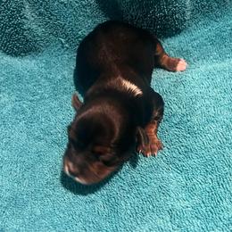 Lucy - Black and tan female Yorkshire Terrier puppy in Bryan, Texas from Shayle's Yorkie Pups