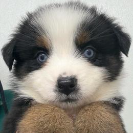 Uriel - Black tri female Miniature Australian Shepherd puppy in Midway, Texas from L Bar W Aussie Ranch