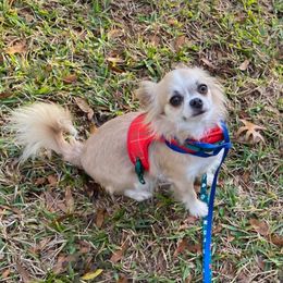 Majorie - Chihuahua