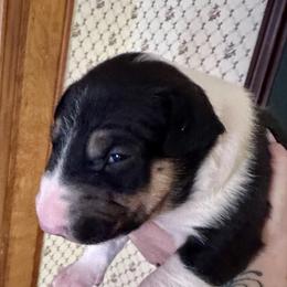Ivy - Black tan and white female Bull Terrier puppy in Springfield, Ohio from Lynn Hill Bull Terriers