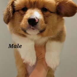 Pembroke Welsh Corgi Puppies from Corgi Loaves MN