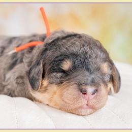 Zeb - Merle male Bernedoodle puppy in Connersville, Indiana from Deaz Doodle Ranch
