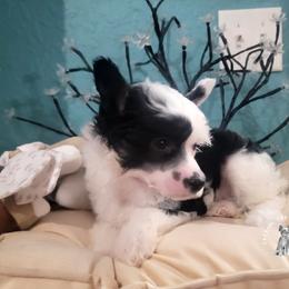 Chinese Crested Puppies from Crestie Charm Cottage