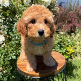 Blue - Red  male Goldendoodle puppy in Caldwell, Idaho from Idaho Mini Doodles