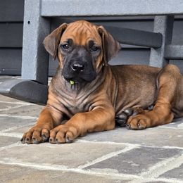 Rupert - Rd whtn blk nose male Rhodesian Ridgeback puppy in Gaffney, South Carolina from Circle D Farms