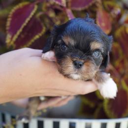 Boy 3 - male Cavalier King Charles Spaniel puppy in Lula, Georgia from Cavaliers by Crumley