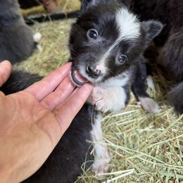 Black and white boy - Black and white male Border Collie puppy in Grapeview, Washington from Athena’s Collies