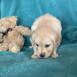 Pearlie - Light golden female Golden Retriever puppy in Ennis, Texas from Amberidge Golden Retrievers