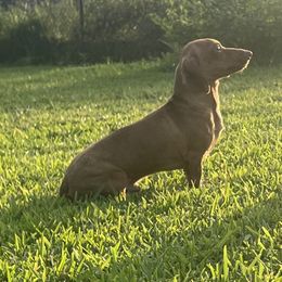 TiTi - Dachshund