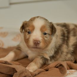 Venus - Red merle female Toy Australian Shepherd puppy in Hartman, Arkansas from Southern Edition Aussies