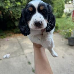 AKC Flounder - Piebald male Dachshund puppy in Erie, Michigan from Champagne’s Grinch Toe’d Dachshunds