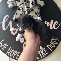 Black Male - Black and white male Shihpoo puppy in Asheboro, North Carolina from Southern Bred Pups