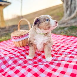 Australian Shepherd and Miniature American Shepherd Puppies from Alolan Angel Aussies