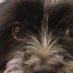 Shorkies and Yorkshire Terriers from Collette's Beautiful Yorkies