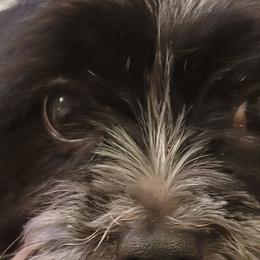 Shorkies and Yorkshire Terriers from Collette's Beautiful Yorkies