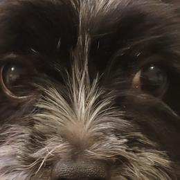 Shorkies and Yorkshire Terriers from Collette's Beautiful Yorkies