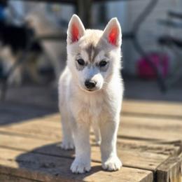 Flareon - Gray and white female Siberian Husky puppy in Le Sueur, Minnesota from Tevana Siberians LLC