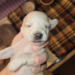 Elsa - Cream female Dachshund puppy in Suffolk, Virginia from Mini Love Bugs