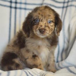 Dawn - Red merle female Aussiedoodle puppy in Delta, Colorado from PTK Ranch