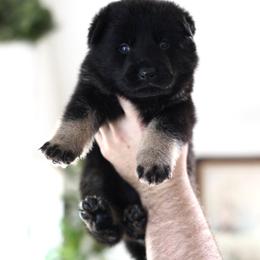 Jedi - Bi-color male German Shepherd puppy in Coarsegold, California from Yosemite Shepherds