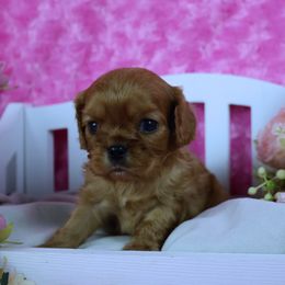 Ruby Female - Ruby female Cavalier King Charles Spaniel puppy in Pasadena, Maryland from Promise Land