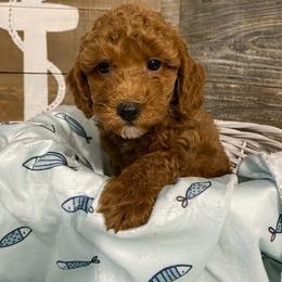 Bentley - Red  male Poodle puppy in Osseo, Michigan from Paws in the Country