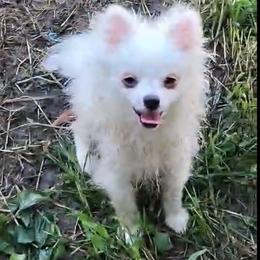 Wilson - Cream male Pomeranian puppy in Oologah, Oklahoma from GG's Pomeranians
