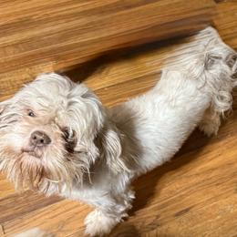 Violet - Shih Tzu