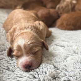 Ivy - Tri-color Cavapoo puppy in Columbia, Missouri from Jorden’s Cavapoo’s