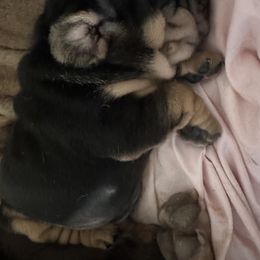 Chinese Shar-Pei, Cocker Spaniel, and Companion Cross Puppies from Mini Hippo Land