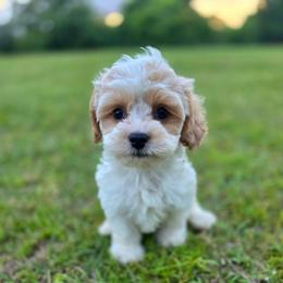 Cupid - male Cavapoochon puppy in Bullard, Texas from Cavapoochon Central LLC