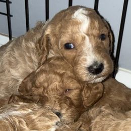 Goldendoodles from Thompson Doodle Farm