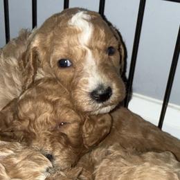 Goldendoodles from Thompson Doodle Farm