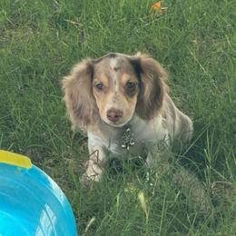 AKC Chocolate Dapple Piebald Boy 1 - Dapple male Dachshund puppy in Choctaw, Oklahoma from TS Performance Horses & Dachshunds