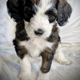 Bernedoodle, Goldendoodle, Poodle, and Sheepadoodle Puppies from Dapper Doodles